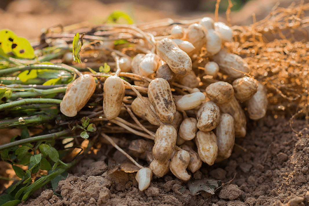 Groundnut benefits