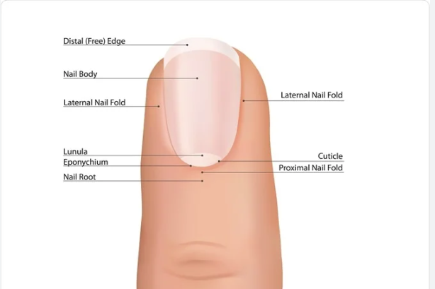 Body disease identified with nails